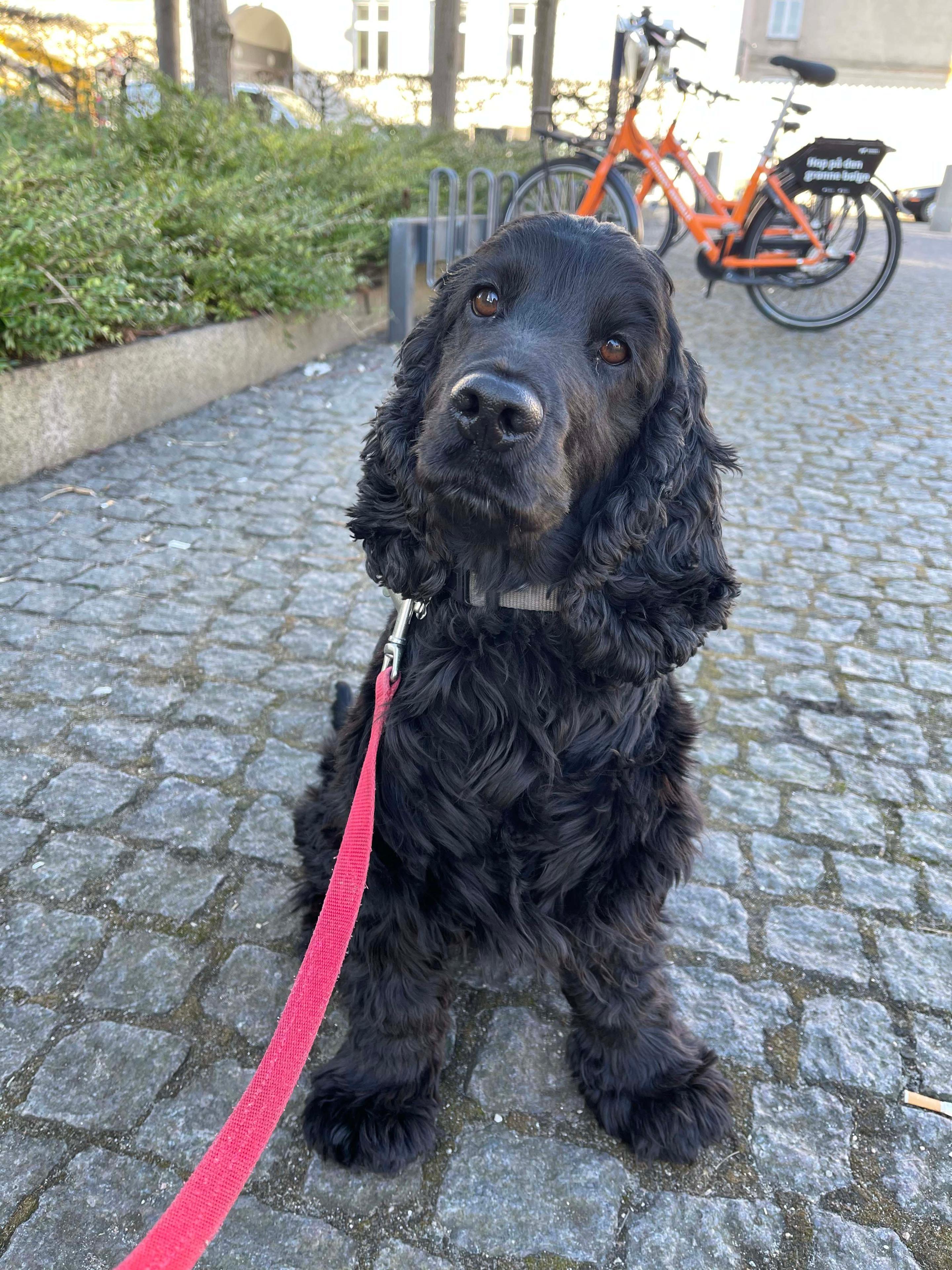 En sort cocker spaniel sidder på brosten med en rød snor, mens cykler står i baggrunden.
