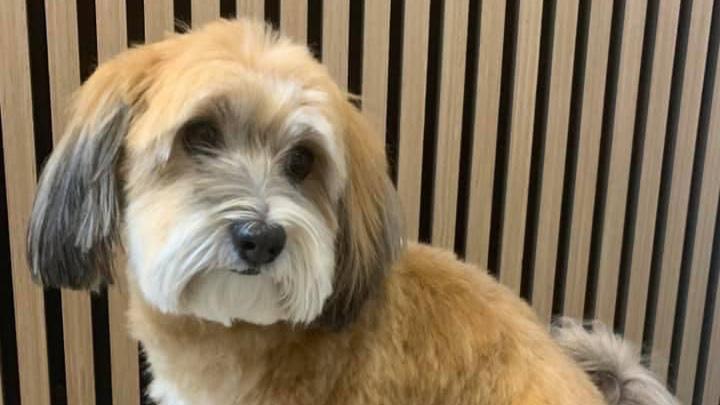 En sød hund med blød pels og lange ører sidder foran en stribet baggrund.