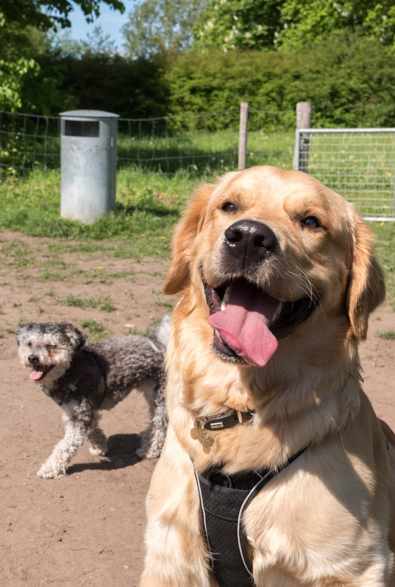 To hunde leger i en hundepark, en glad labrador retriever og en lille schnauzer.