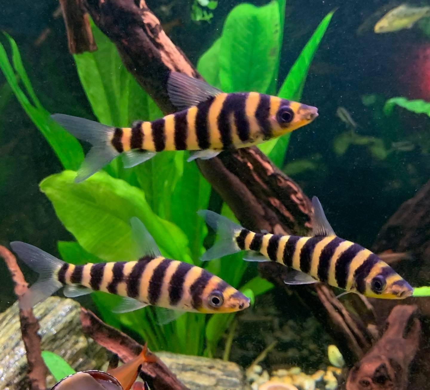 Tre stribede fisk svømmer mellem grønne planter og grene i et akvarium.