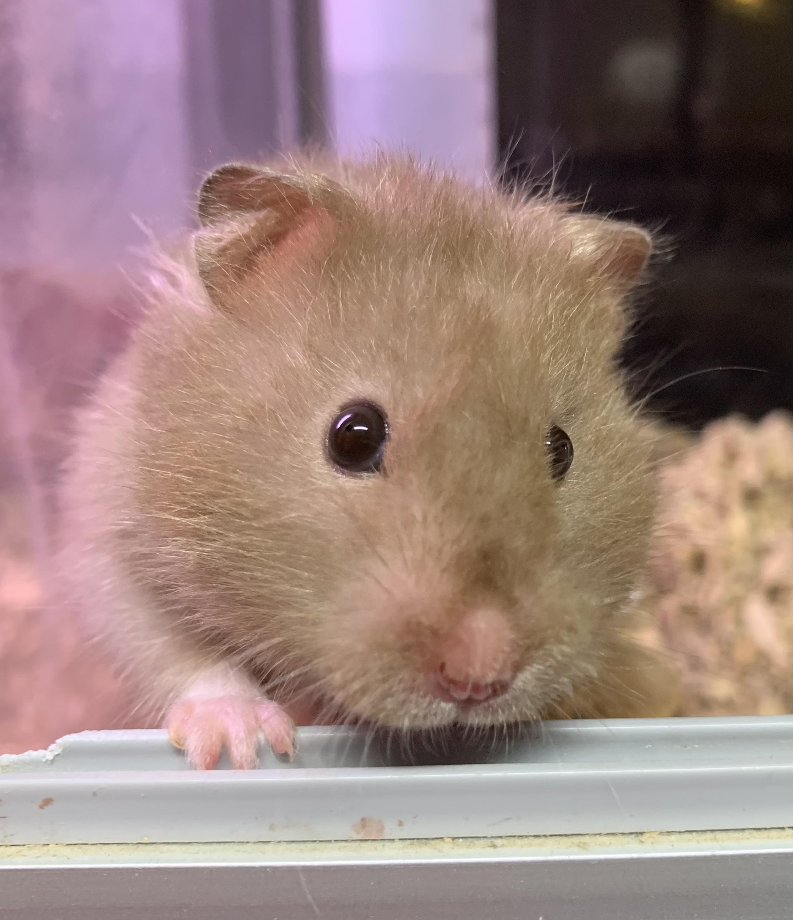 En nuttet hamster med lys pels kigger nysgerrigt ud fra sit bur.