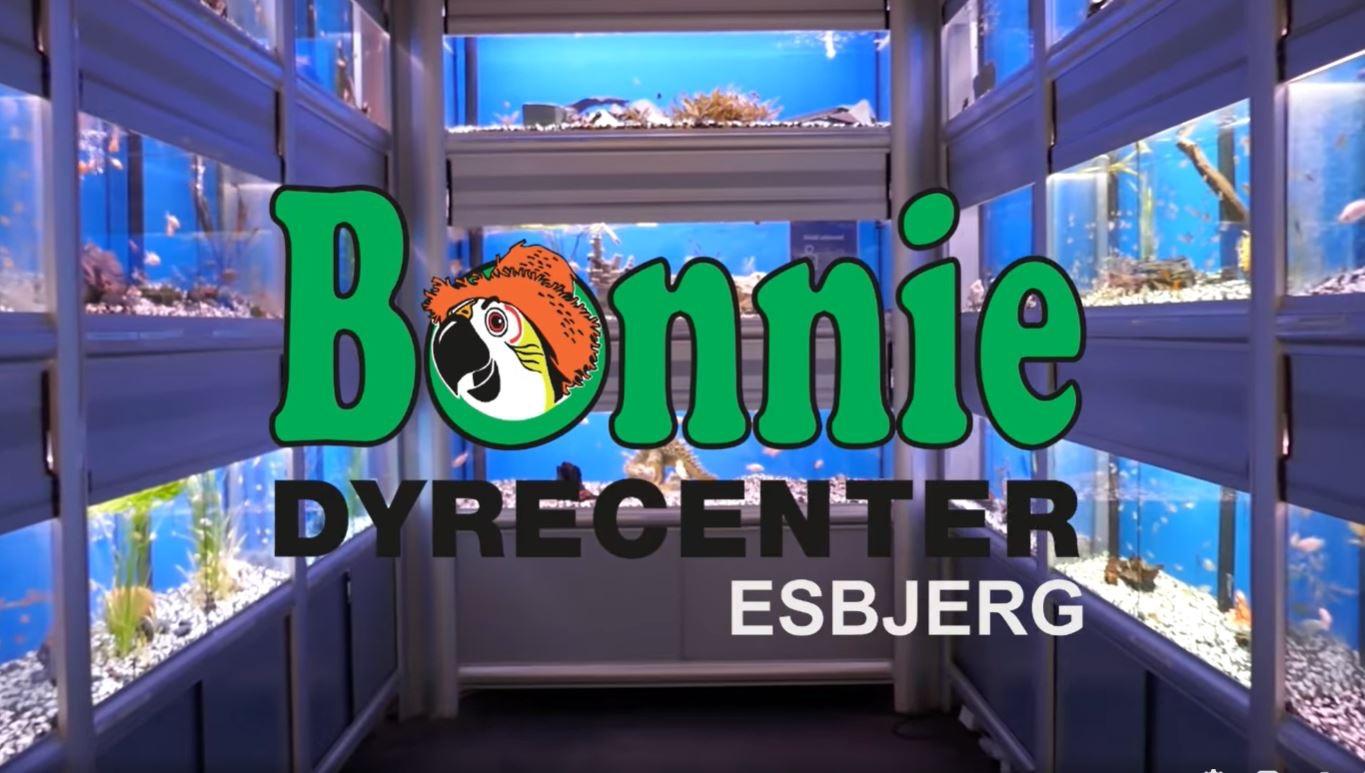 Akvarier med farverige fisk og koraller i Bonnie Dyrecenter i Esbjerg.