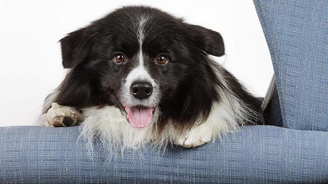 En sort-hvid hund ligger afslappet på en blå sofa med tungen ude.