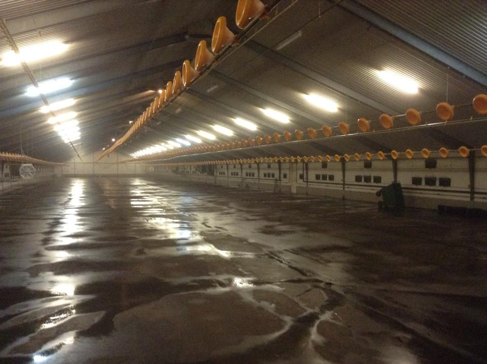 Indendørs landbrugsbygning med glatte, våde gulve og gule lamper hængende fra loftet.
