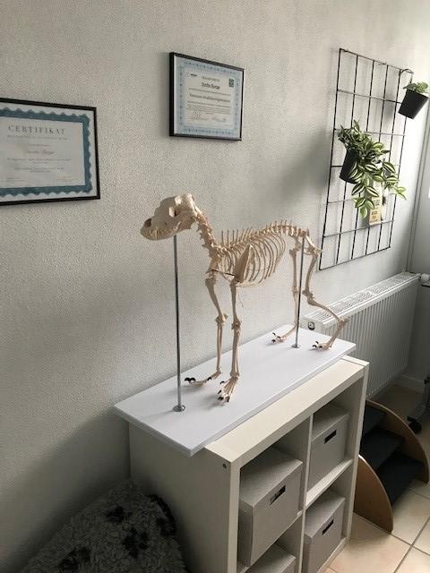 Et skelet af en hest står på en hvid kommode i et lyst rum med planter og diplomer på væggen.