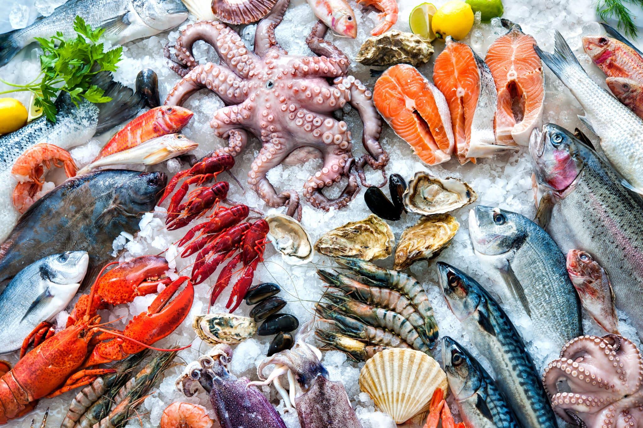 Et udvalg af friske skaldyr og fisk, herunder rejer, laks, blæksprutte og muslinger på is.