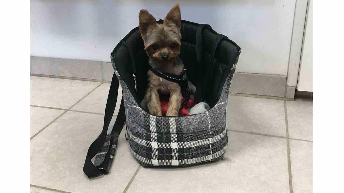 En lille hund i en grå og sort plaid taske, der sidder stille med sele på.
