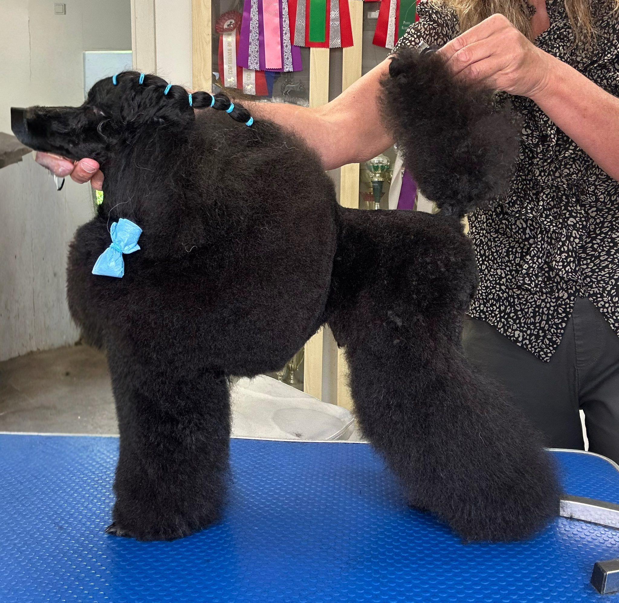 En sort puddel med blå sløjfer får ordnet sin pels af en person i en hundesalon.