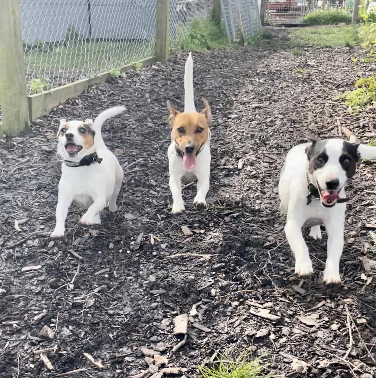 Tre glade hunde løber på en grusvej i en have, med træer og hegn i baggrunden.