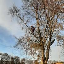 En person klatrer op i et stort træ med bare grene under en blå himmel.