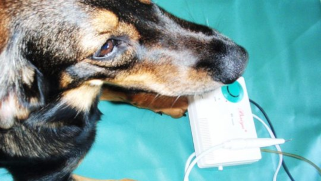 En hund ligger ved siden af en medicinsk enhed med ledninger og en grøn knap.