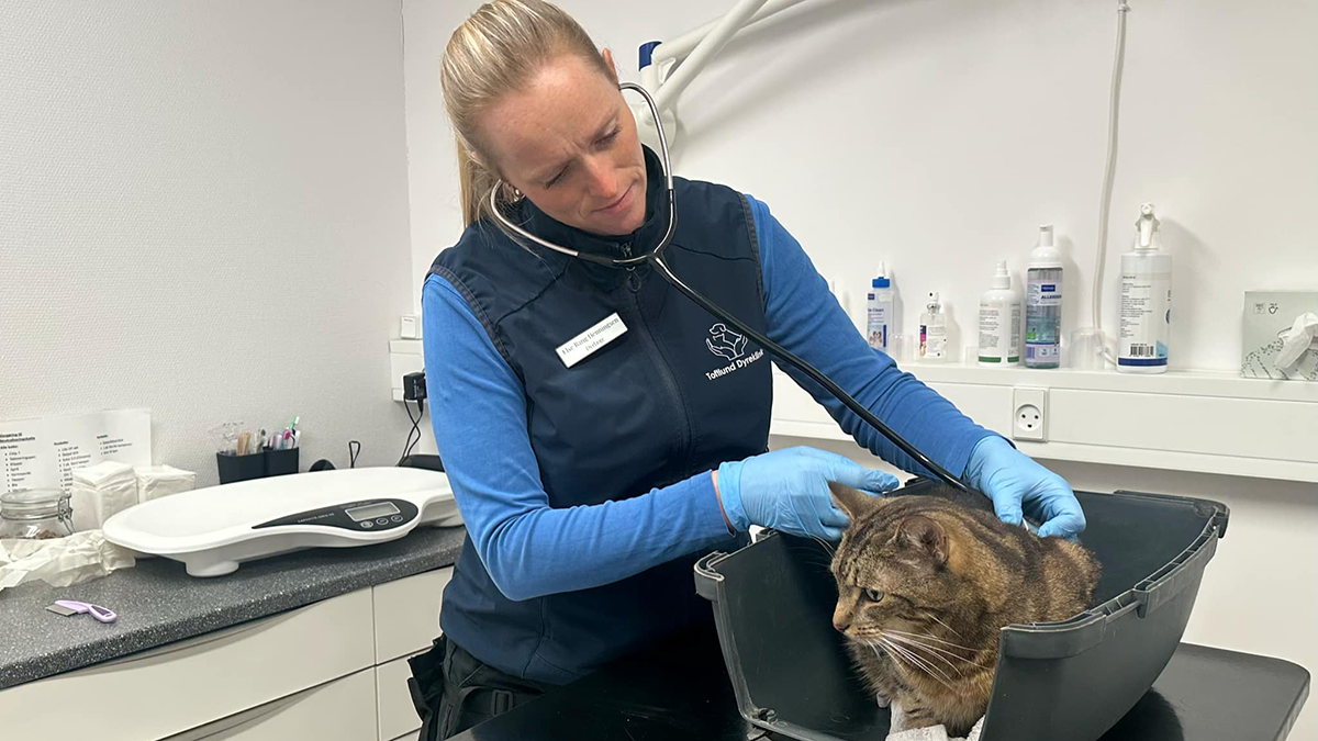 Dyrlæge undersøger en kat med stetoskop i en klinik, omgivet af medicinsk udstyr og forsyninger.
