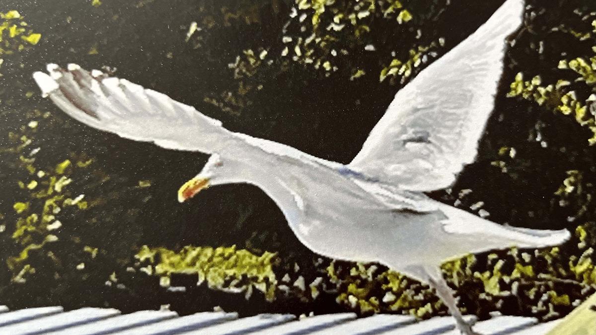 En hvid måge, der flyver med udstrakte vinger over en tagflade i sollys.