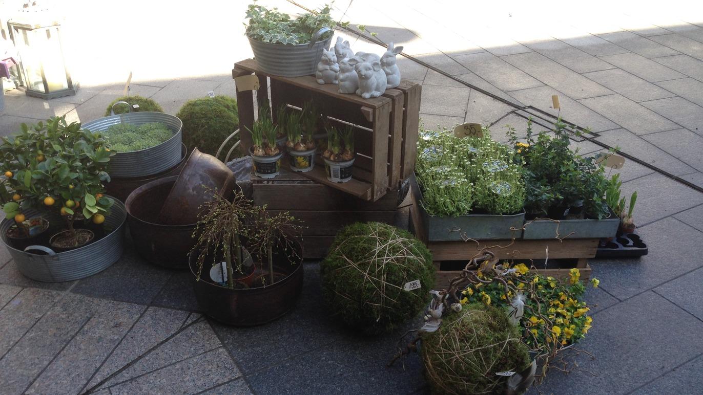 En samling af planter og urter i potter og kasser, arrangeret på en fortov med sollys.