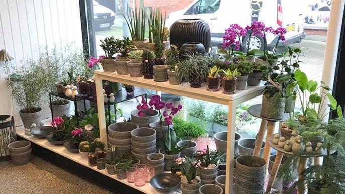 En blomsterbutik med forskellige planter og blomster i potter på hylder, herunder orkideer og sukkulenter.