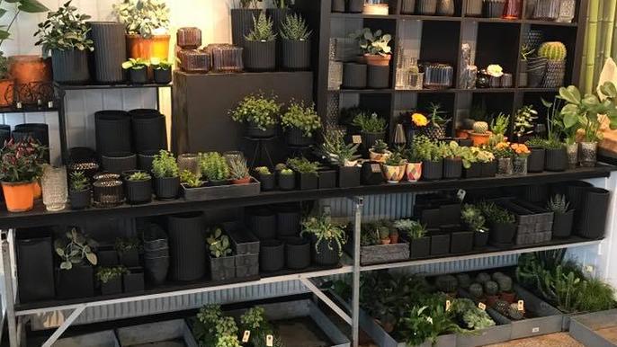 En hylde fyldt med forskellige planter i sorte potter, herunder sukkulenter og grønne planter.