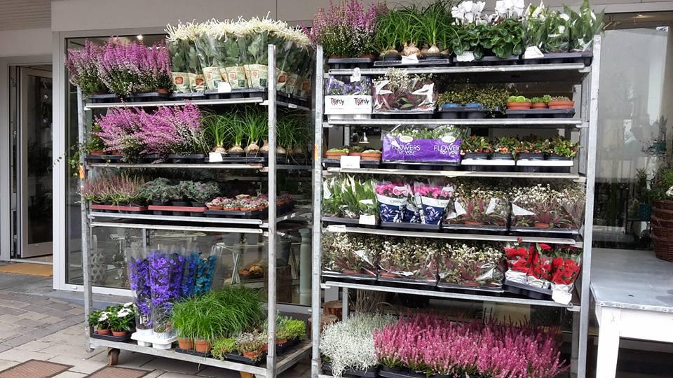Flere hylder med farverige blomster og planter i en havebutik, herunder lyng, kaktusser og potteplanter.