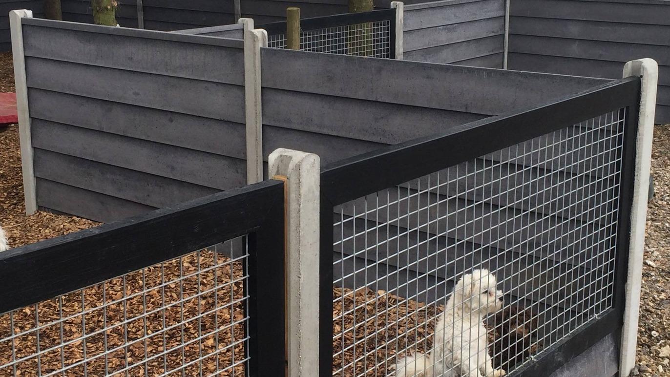 Hvid hund i en hundegård med grå vægge og metalgitter, omgivet af grus og træflis.