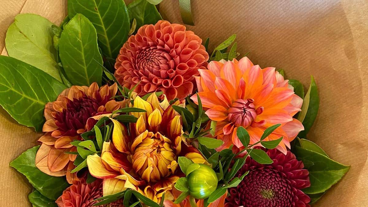 En farverig buket med dahliaer, zinniaer og grønne blade indpakket i brunt papir.