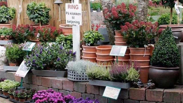 En farverig planteskole med blomster, potter og skilte, der viser forskellige planter til salg.