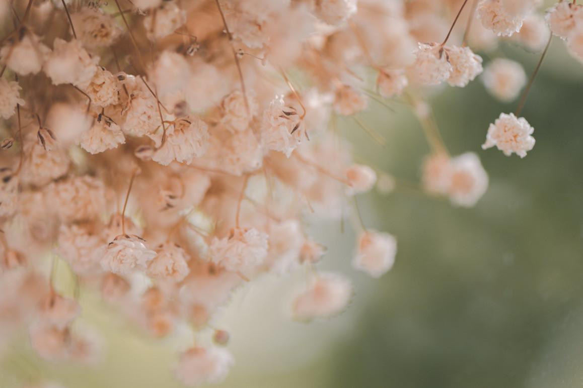 En tæt samling af små, lyserøde blomster med bløde kronblade, der hænger fra en gren.