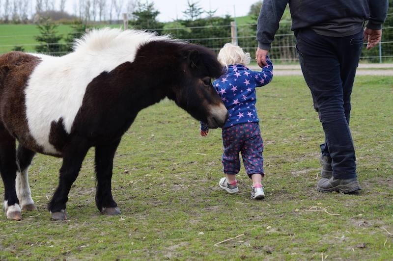 Barn går hånd i hånd med en voksen, mens de passerer en sort-hvid pony på en græsmark.