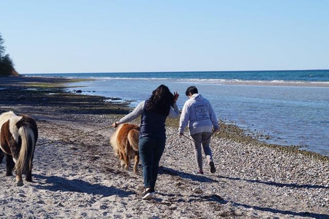 To personer går langs stranden med to ponyer på en solrig dag. Havet er blåt og roligt i baggrunden.