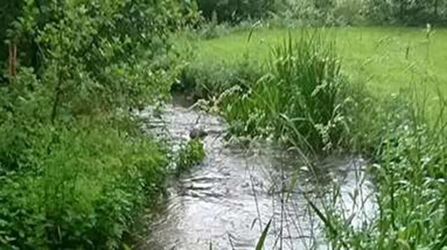 En lille bæk flyder gennem en grøn eng med høje græsser og buske langs bredden.