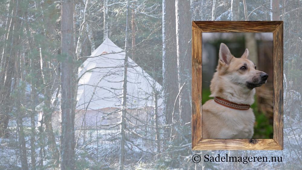 En hund med krave står foran et telt i skoven, omgivet af træer og natur.