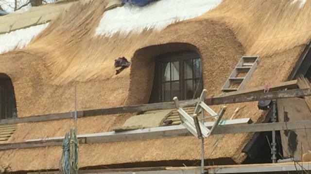 Tagdækning af et stråtag med vinduer og en stige i forgrunden. Bygningen er under renovering.