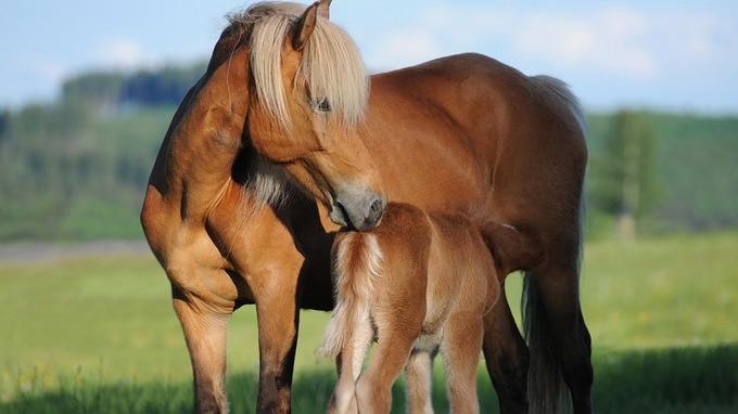 En hest og hendes føl står sammen på en grøn eng under en blå himmel.