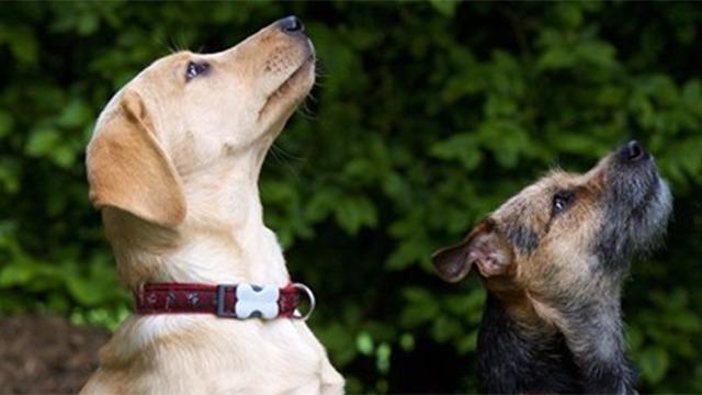 To hunde, en labrador og en terrier, sidder og kigger opad mod noget i en grøn have.