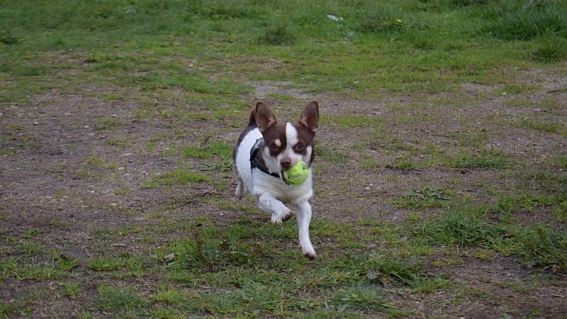 En lille hund løber hen over græsset med en grøn bold i munden.