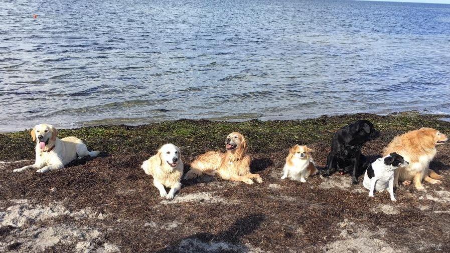En gruppe hunde, herunder labradorer og golden retrievere, sidder på stranden ved vandkanten.