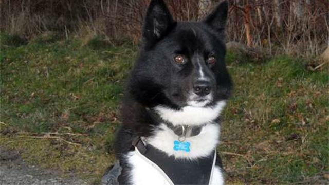 En sort og hvid hund med en sele sidder på en grusvej med grønne græsstrå i baggrunden.