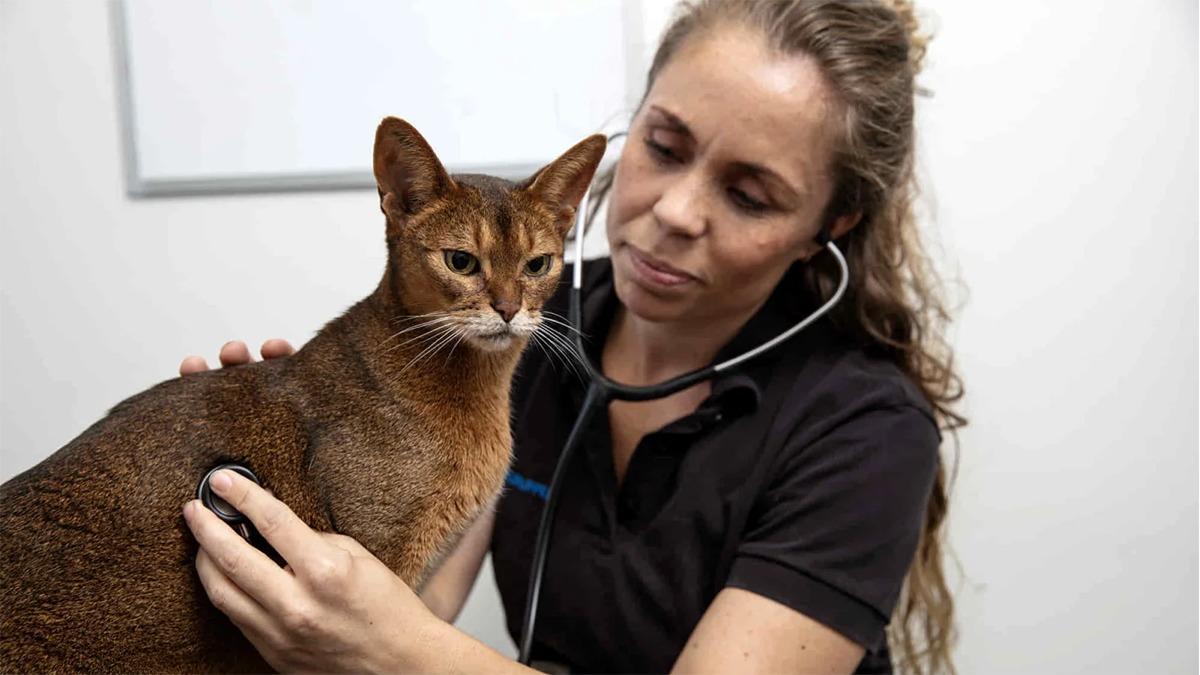 En dyrlæge undersøger en kat med et stetoskop i et klinikrum.