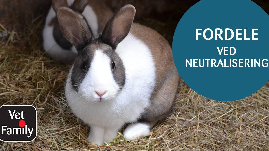 En kanin sidder på halm med teksten "Fordele ved neutralisering" i baggrunden.