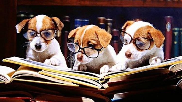 Tre hundehvalpe med briller, der læser bøger i et bibliotek.