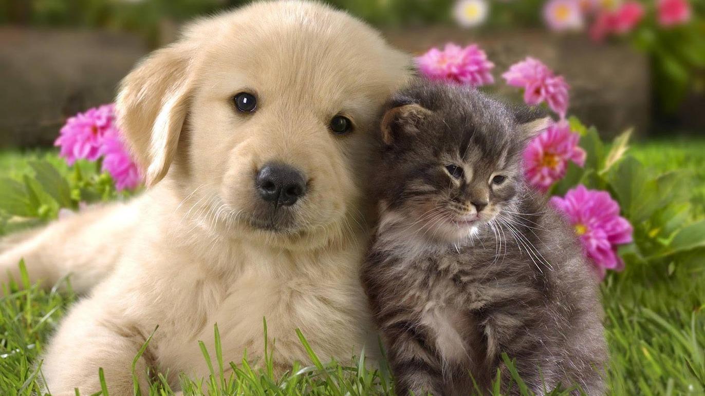 En sød golden retriever hvalp og en lille grå kat sidder sammen blandt farverige blomster i en grøn have.