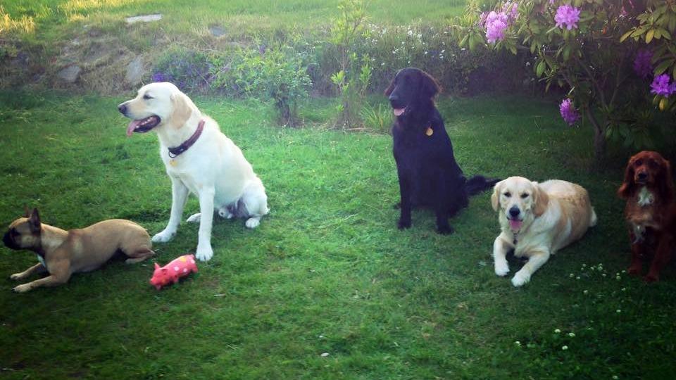 Fem hunde, herunder en labrador, en sort hund og en fransk bulldog, sidder på græsset blandt blomster.