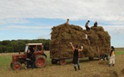 Landmænd arbejder sammen på en mark for at læsse halm på en vogn trukket af en rød traktor.