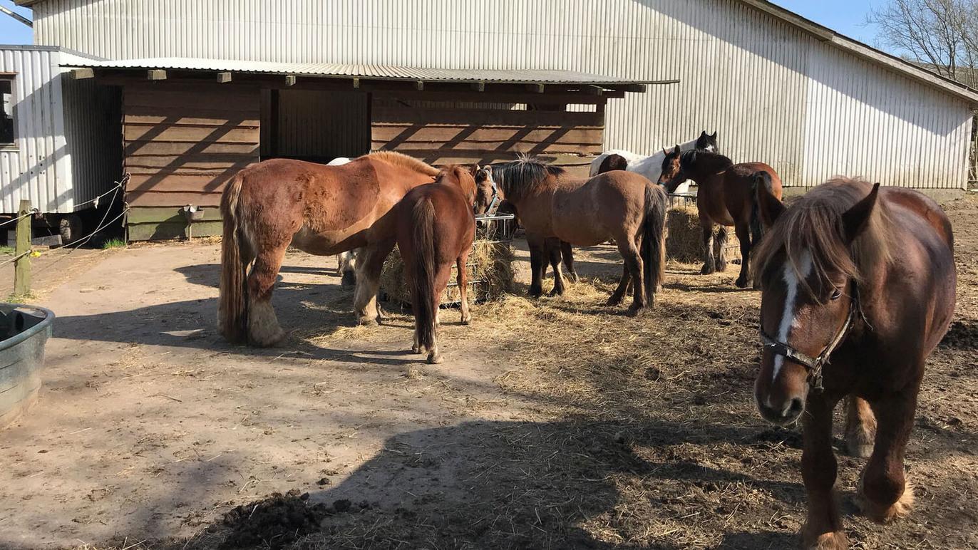 En gruppe heste står i en staldgård med halm og en bygning i baggrunden.