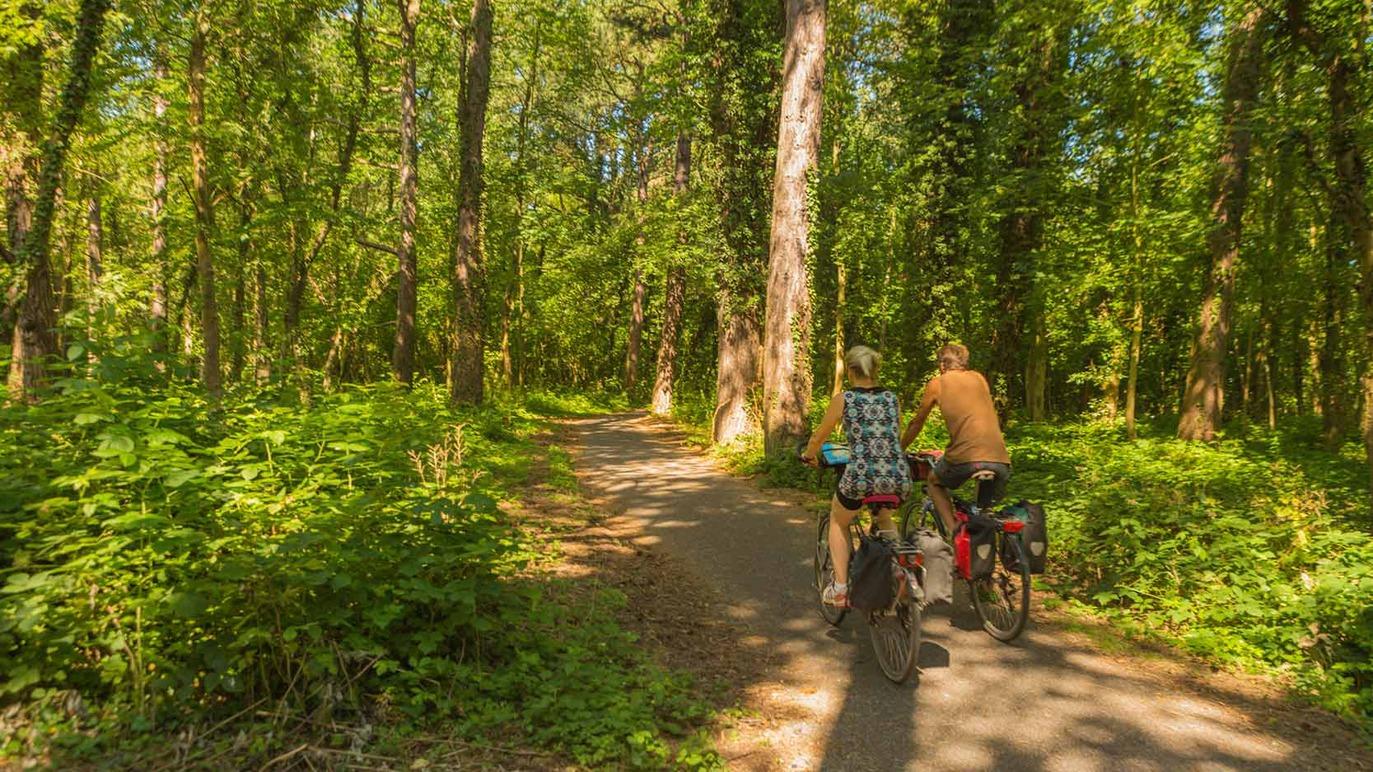 To personer cykler på en sti gennem en grøn skov med høje træer og frodig vegetation.