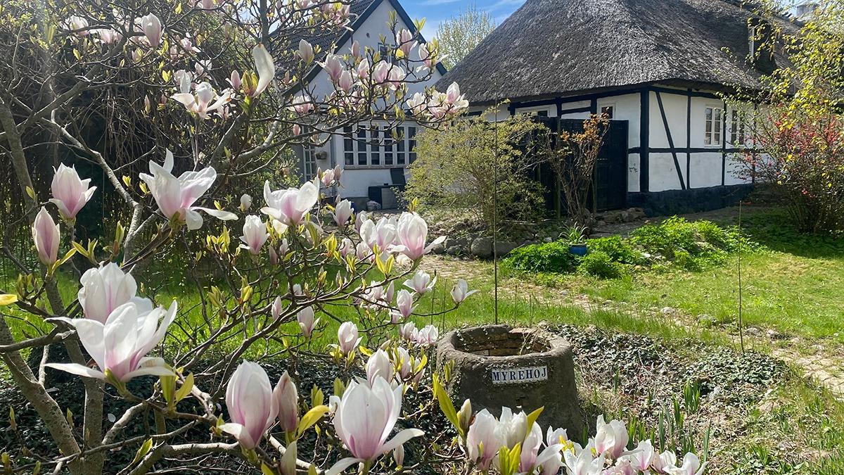 Blomstrende magnoliaer foran et stråtækt hus med sort-hvide vægge i en frodig have.