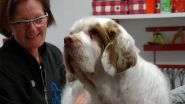 En glad hund bliver plejet af en kvinde i en dyreklinik med farverige baggrunde.