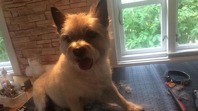 En glad hund sidder på et bord med vinduer i baggrunden, omgivet af grønne planter.