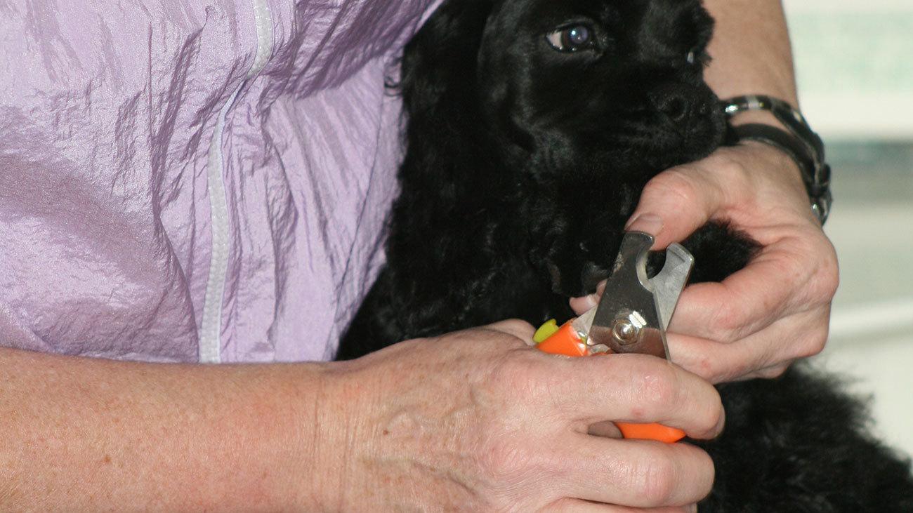 En person klipper kløerne på en sort puddelhund med en negleklipper.