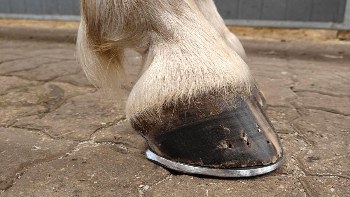 Hov fra en hest med en sort jernbeslag, der står på en grusvej.