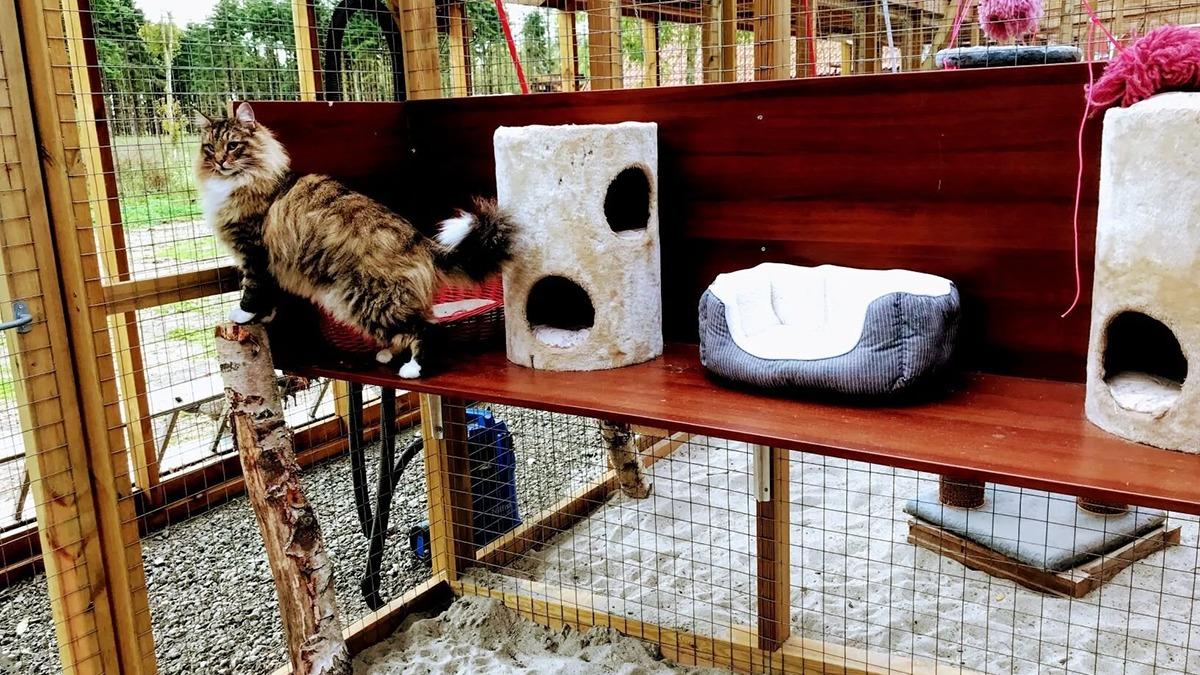 En kat klatrer op på en træhylde i en kattegård med kradsetræer og huler.
