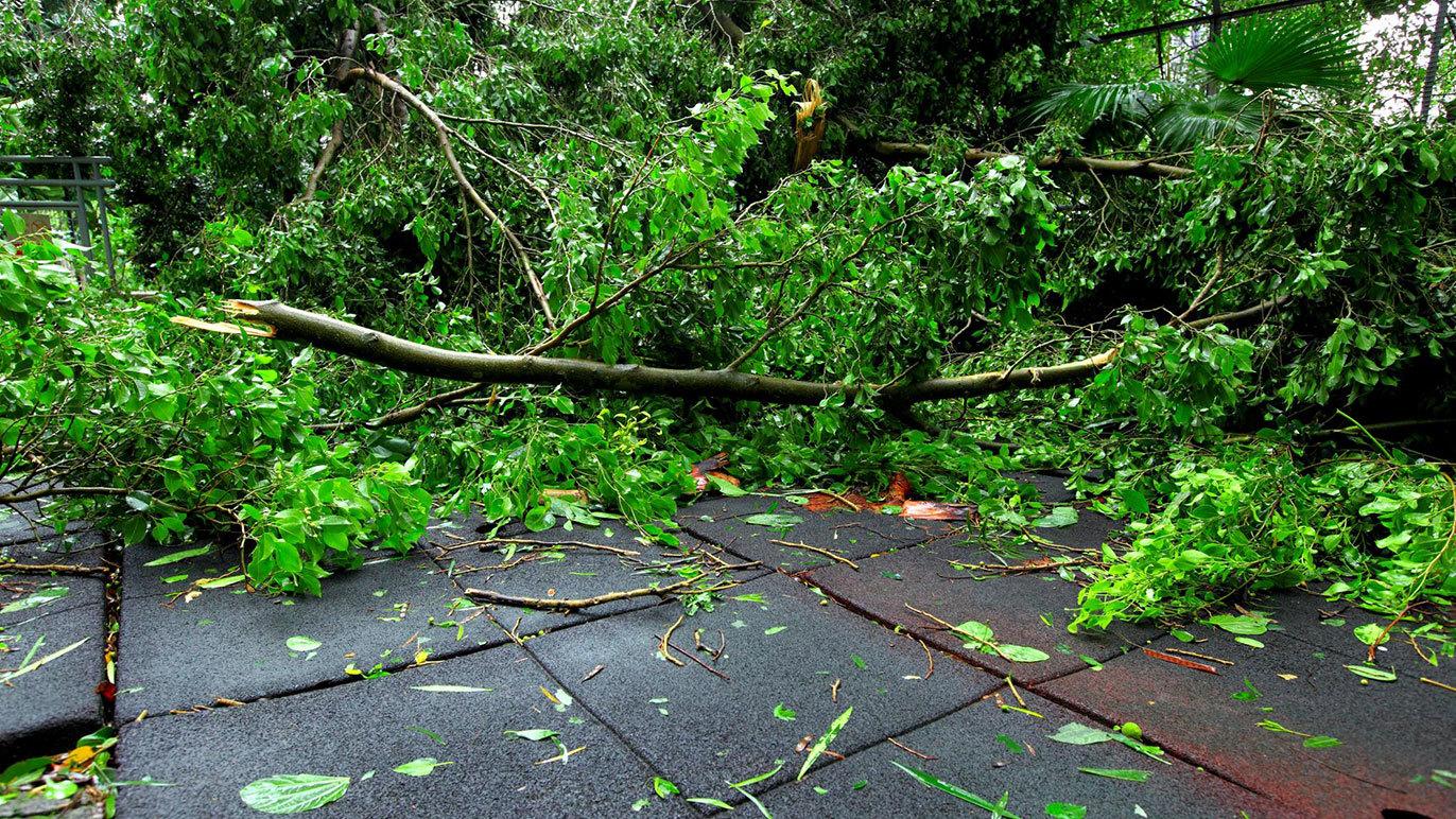 Et tag dækket af grene og blade efter en storm, med træer i baggrunden.